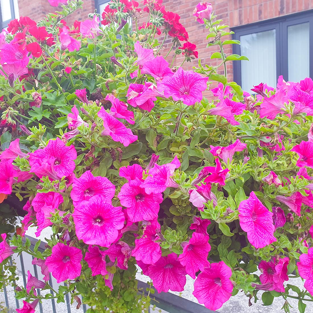 Welldales pink petunia seeds bloom in a sunlit patio setup