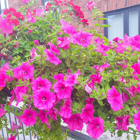 Welldales pink petunia seeds bloom in a sunlit patio setup