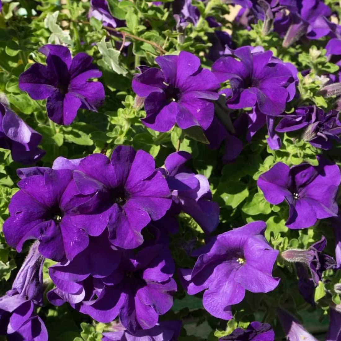 Welldales Violet Petunia Seeds for balcony pots brightening small spaces.