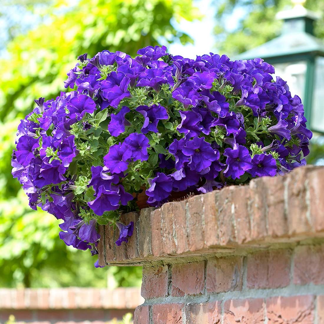 Welldales Violet Petunia Seeds bloom into multicolor flowers all season.