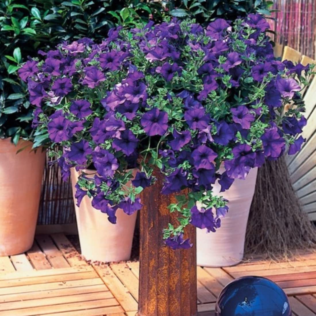 Welldales Violet Petunia Seeds germinate easily with minimal care.