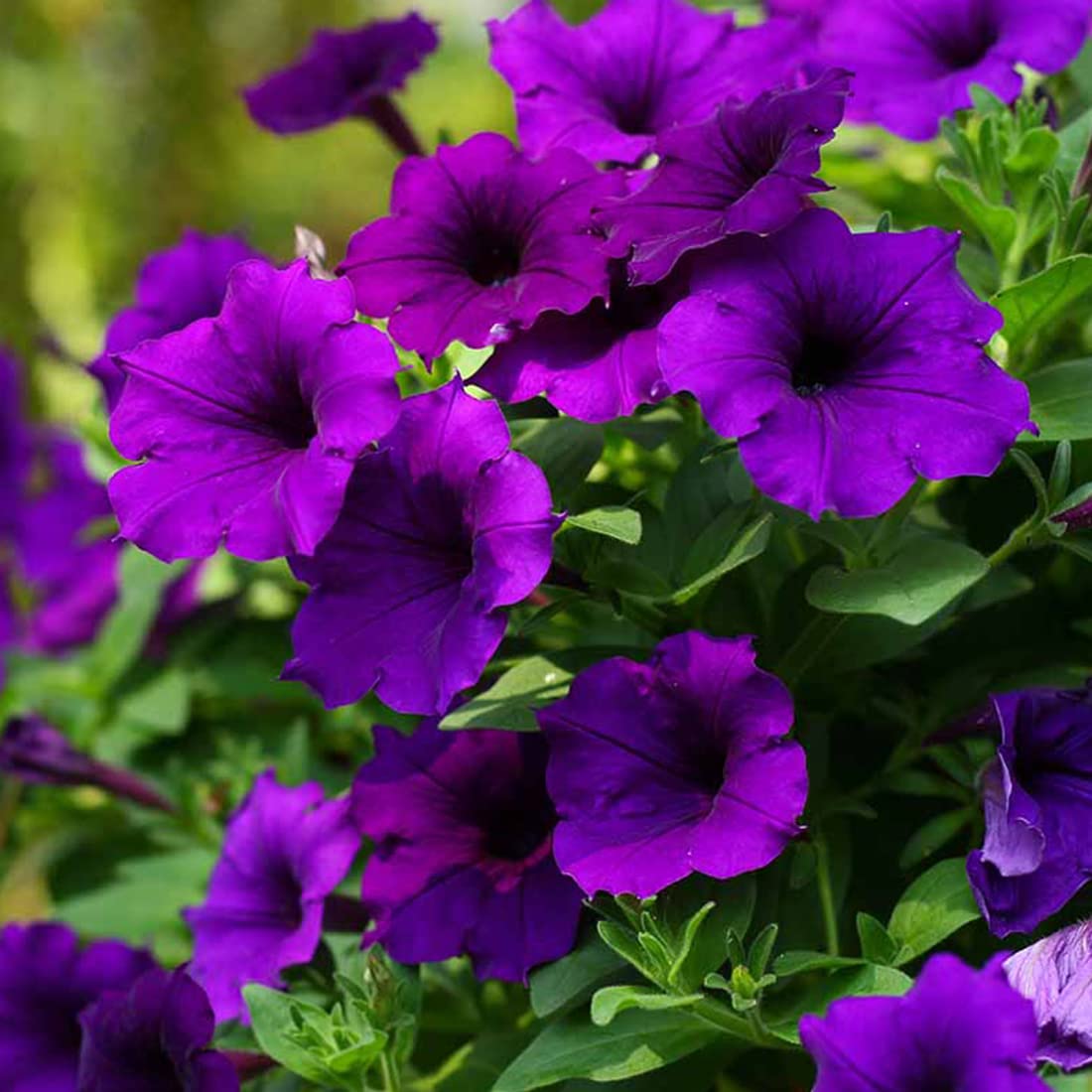 Welldales Violet Petunia Seeds suitable for garden beds and sunny spots.