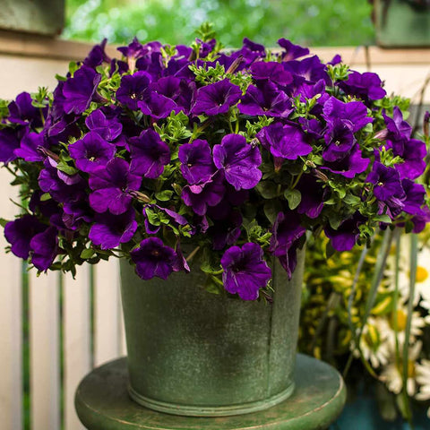Welldales Violet Petunia Seeds pack ready for garden planting and vibrant color.