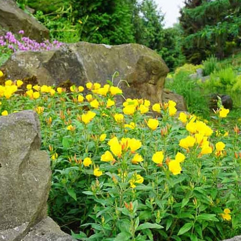 Welldales yellow primrose seeds bloom stage showing budding flowers