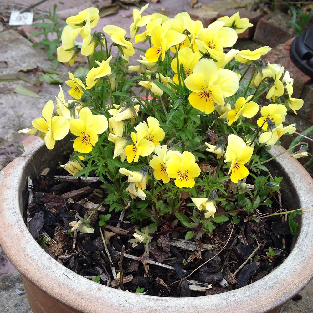 Welldales care-friendly primrose seeds for easy garden edging