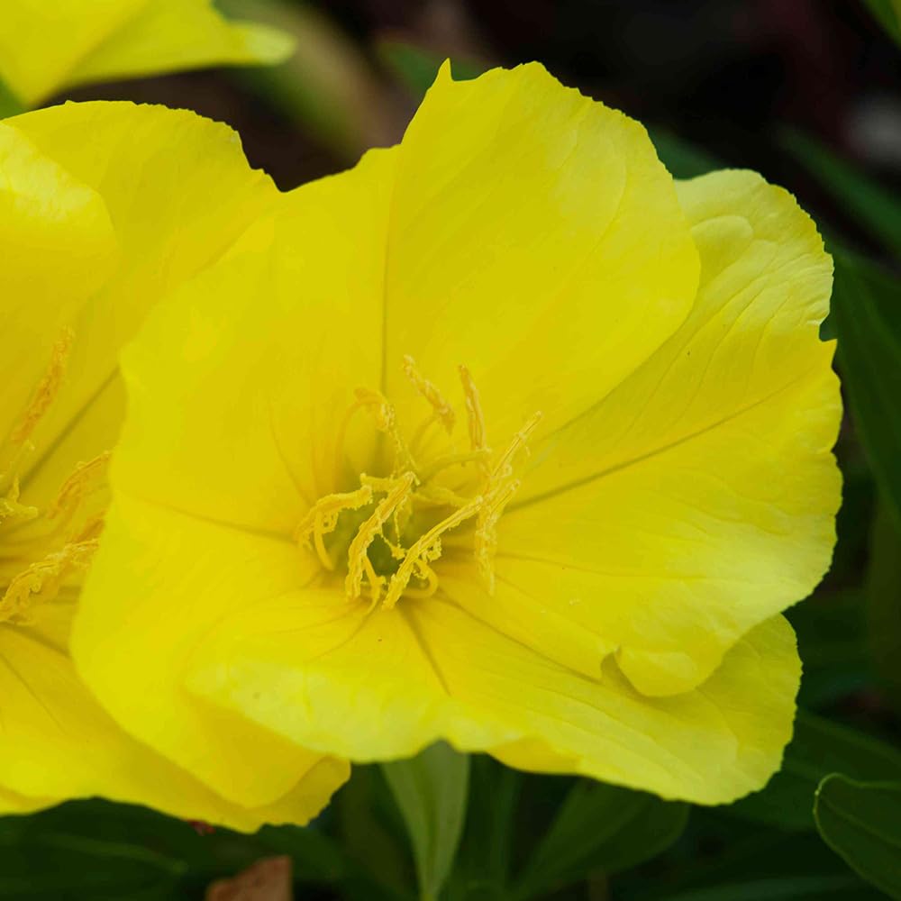 Welldales yellow evening primrose seeds for garden plots with bright blooms