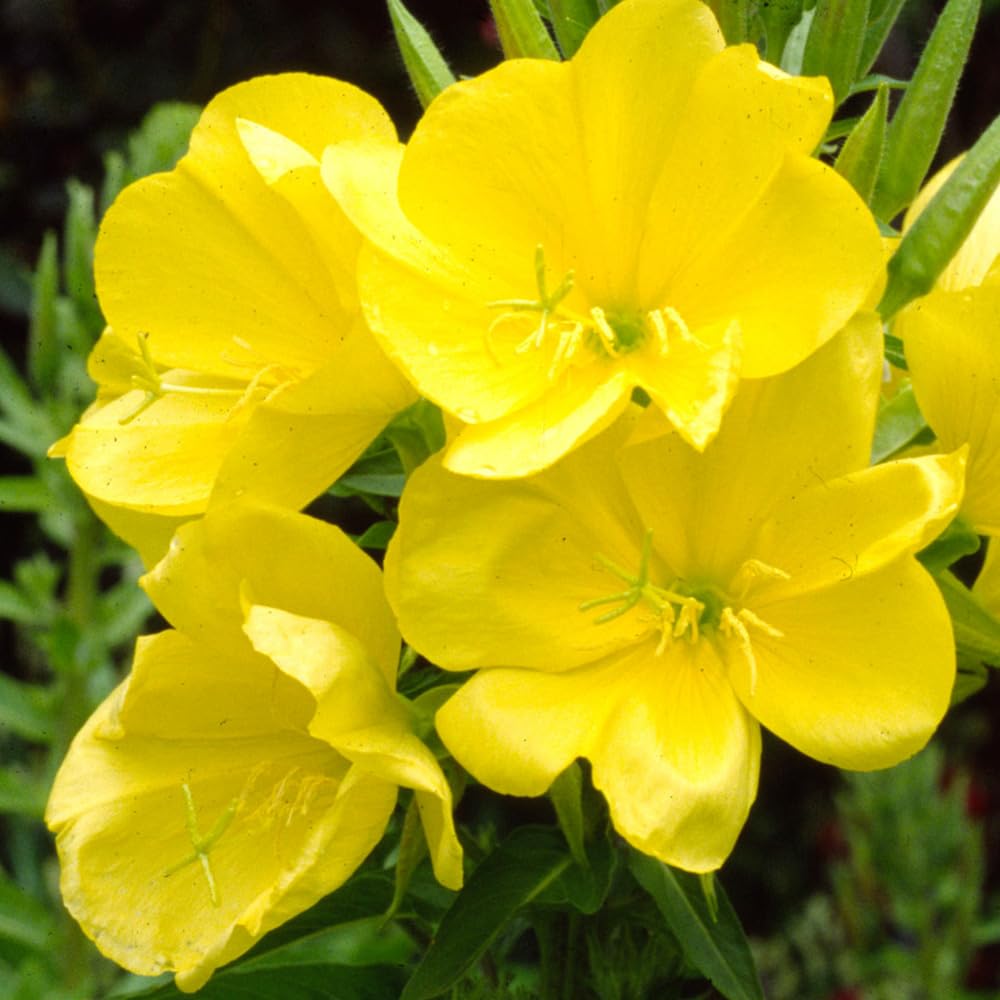 Welldales yellow evening primrose seeds pack for vibrant garden color