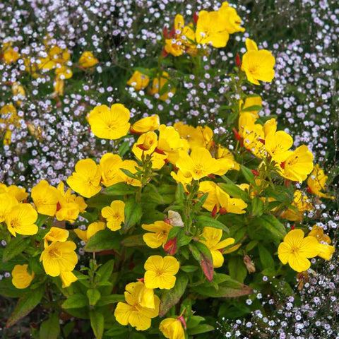 Welldales packaging of 100 yellow evening primrose seeds