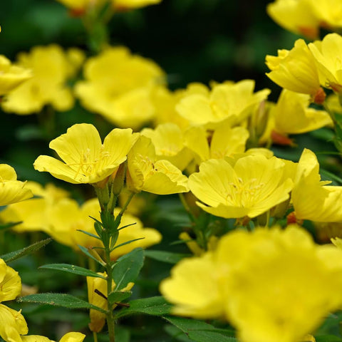 Welldales seeds ideal for pots or balcony gardens with yellow flowers