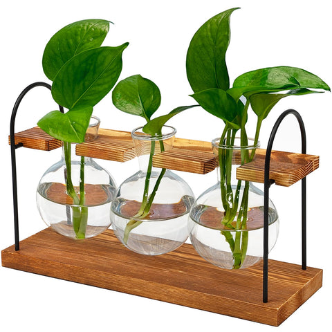 Wellinc plant terrarium with wooden stand as a stylish indoor centerpiece