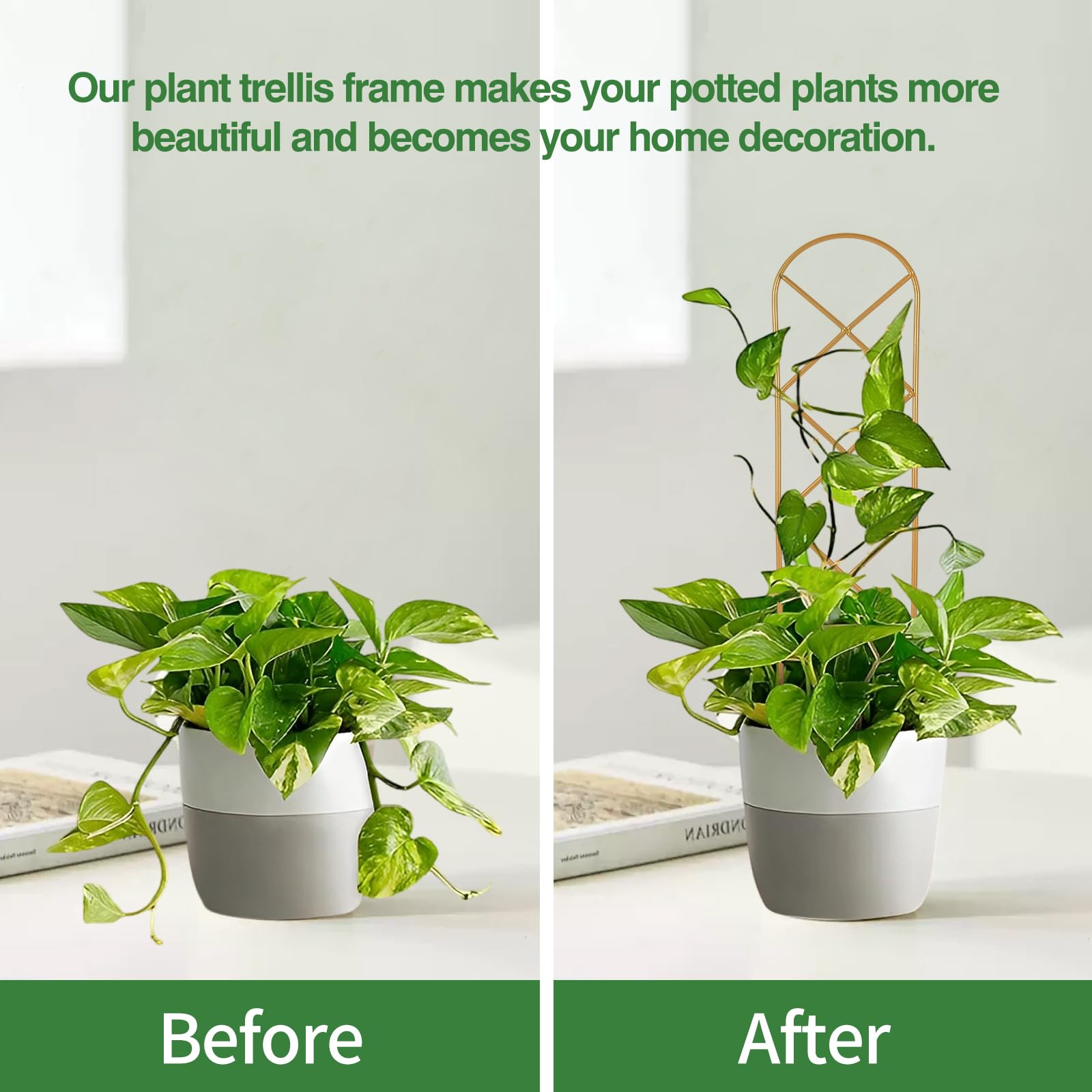 WellSign small trellis helps hoya houseplants climb and catch more light