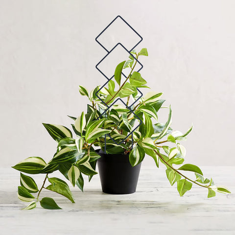 WellSign four-pack trellis supports multiple plants in one display.