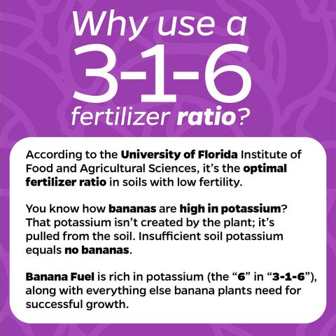 Banana Fuel bottle being diluted in water for simple, precise plant feeding.