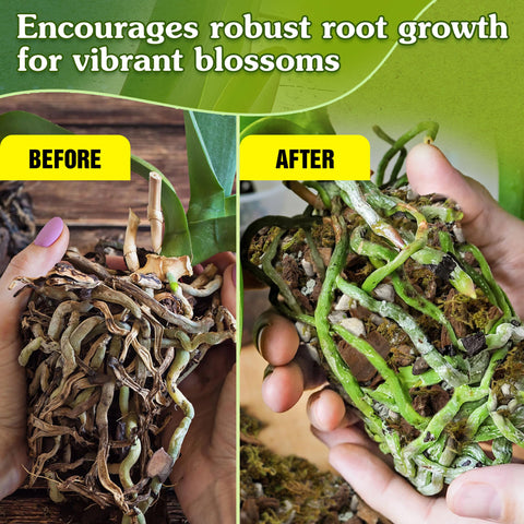 Wemoss pine bark creates airy soil structure for robust orchid growth.