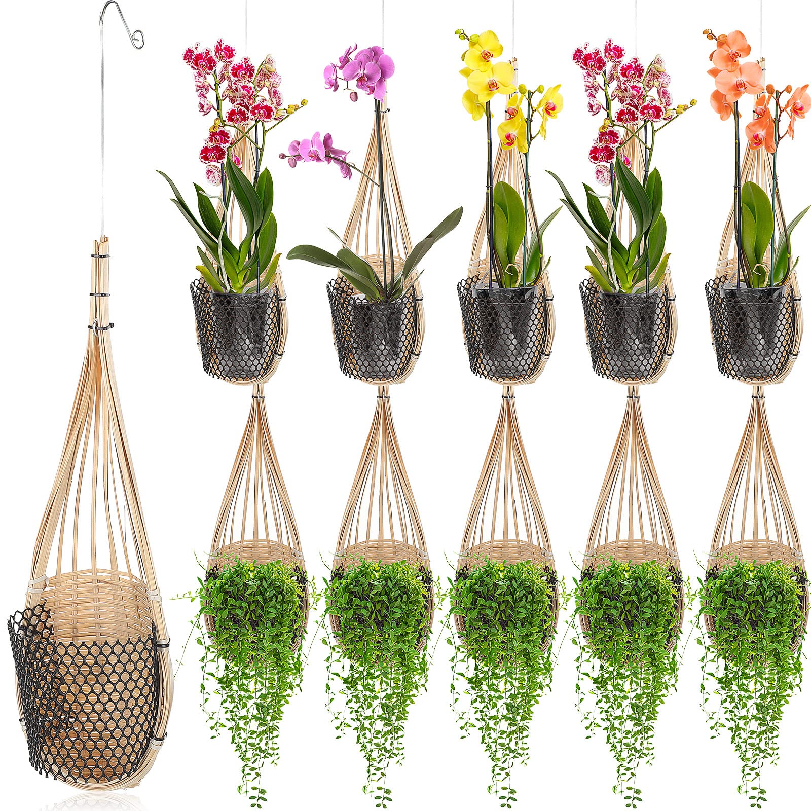 Weysat bird-nest orchid hanging basket 4-inch on trellis.