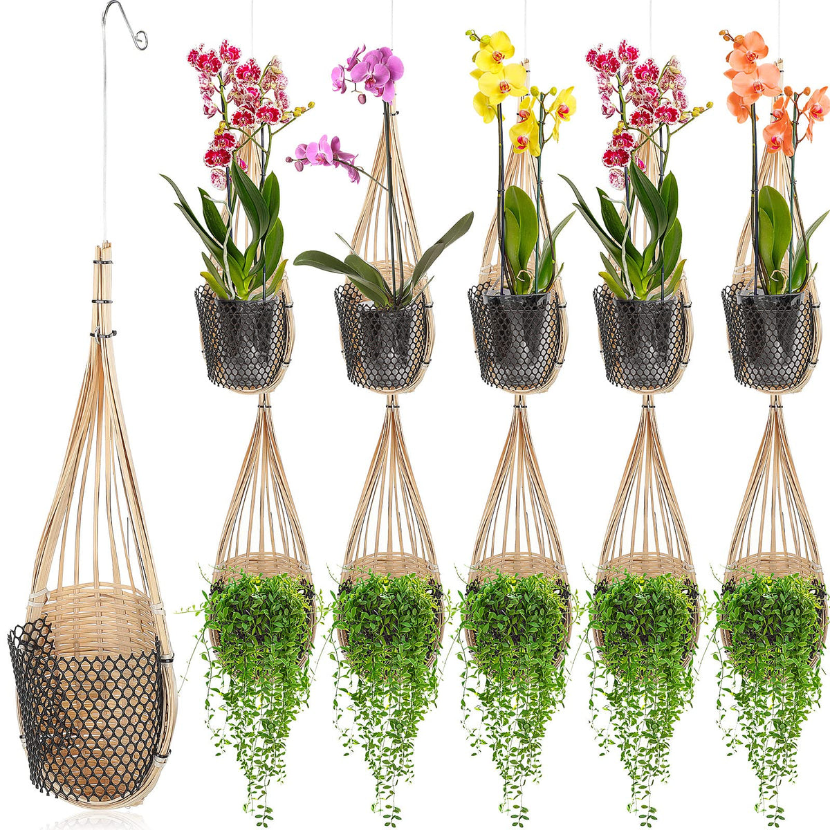 Weysat bird-nest orchid hanging basket 4-inch on trellis.