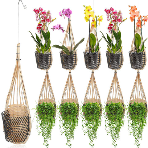 Weysat bird-nest orchid hanging basket 4-inch on trellis.