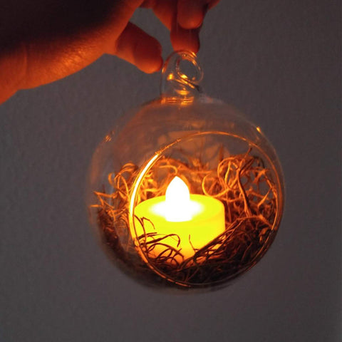 WGVI airplant terrarium candle holder for ambient decor