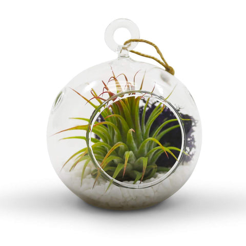 WGVI DIY mini garden terrarium for succulents and airplants