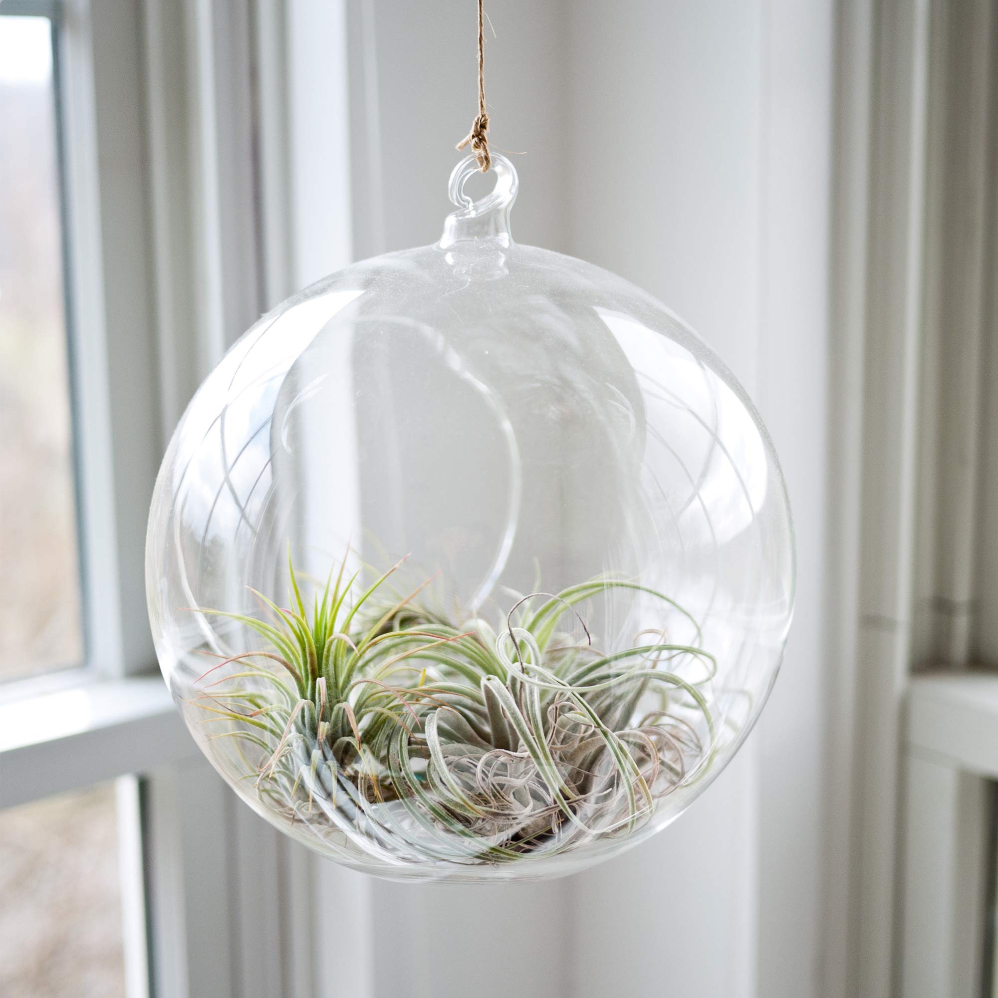 WGVI DIY mini garden terrarium for succulents or airplants.