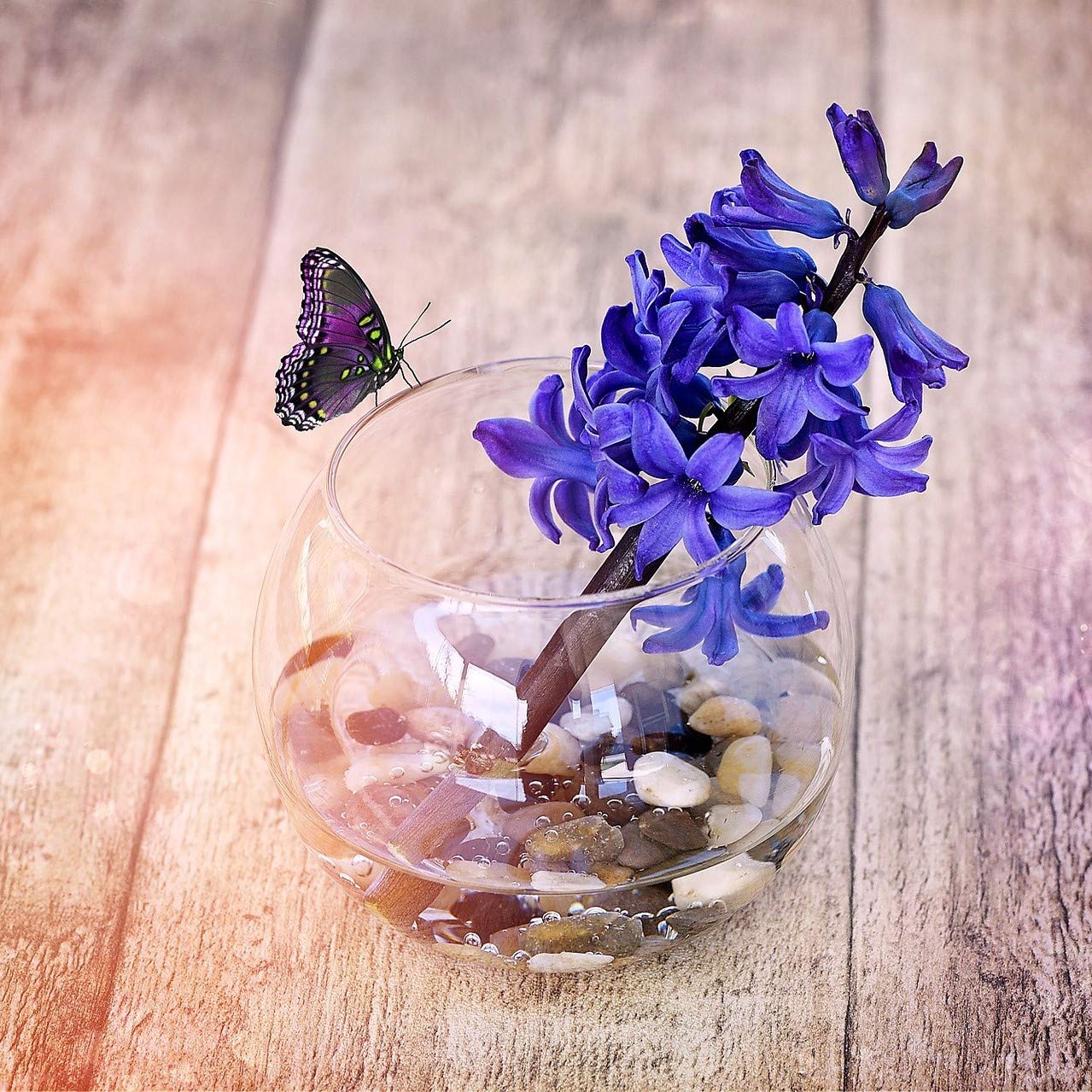 WGVI glass vase fish bowl display suits aquariums and decorative accents