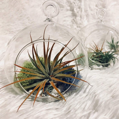 WGVI hanging globe for windowsill displays and outdoor garden accents