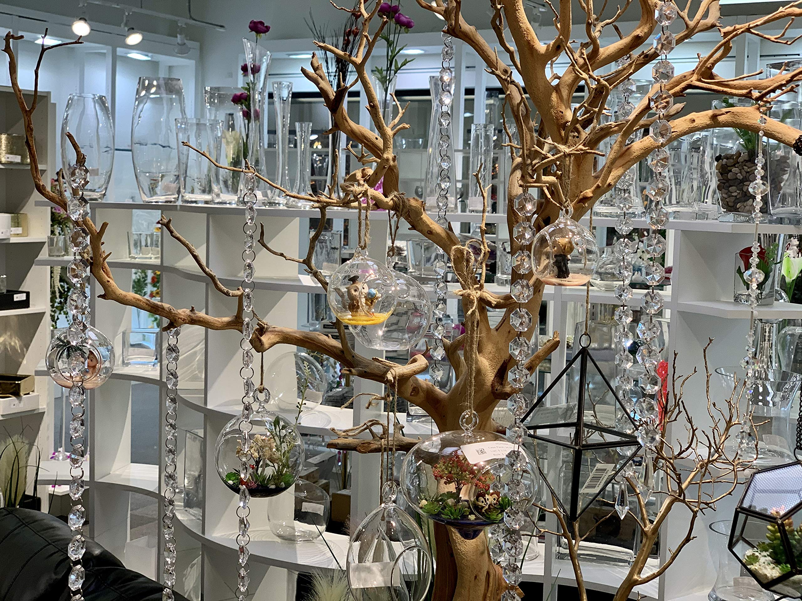 WGVI DIY terrarium globe inspires creative mini garden arrangements