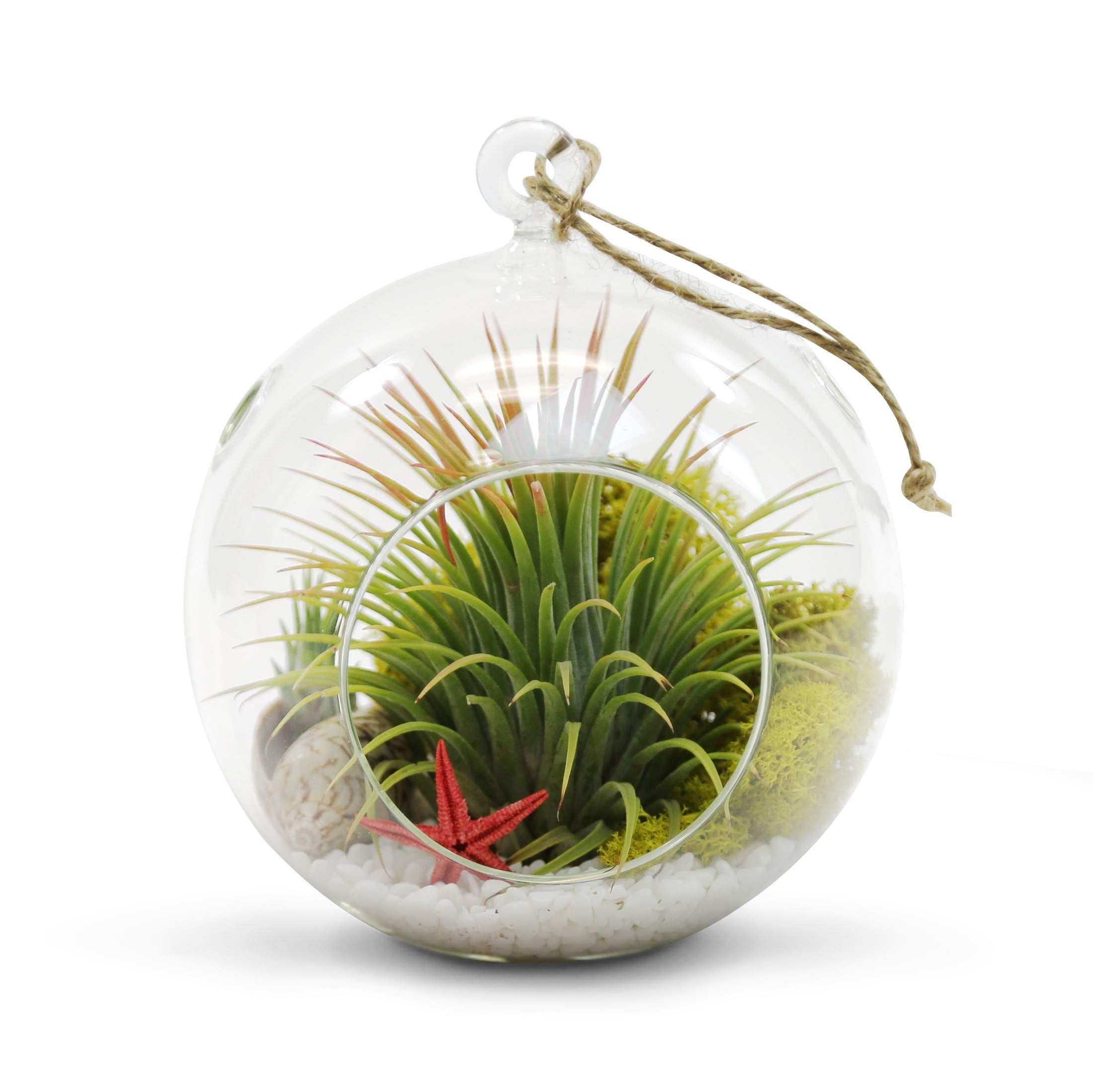 WGVI hanging terrarium globe with a sturdy hook top for effortless display