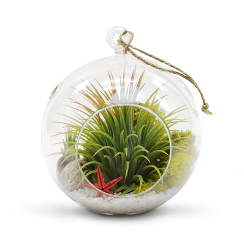 WGVI hanging terrarium globe with a sturdy hook top for effortless display