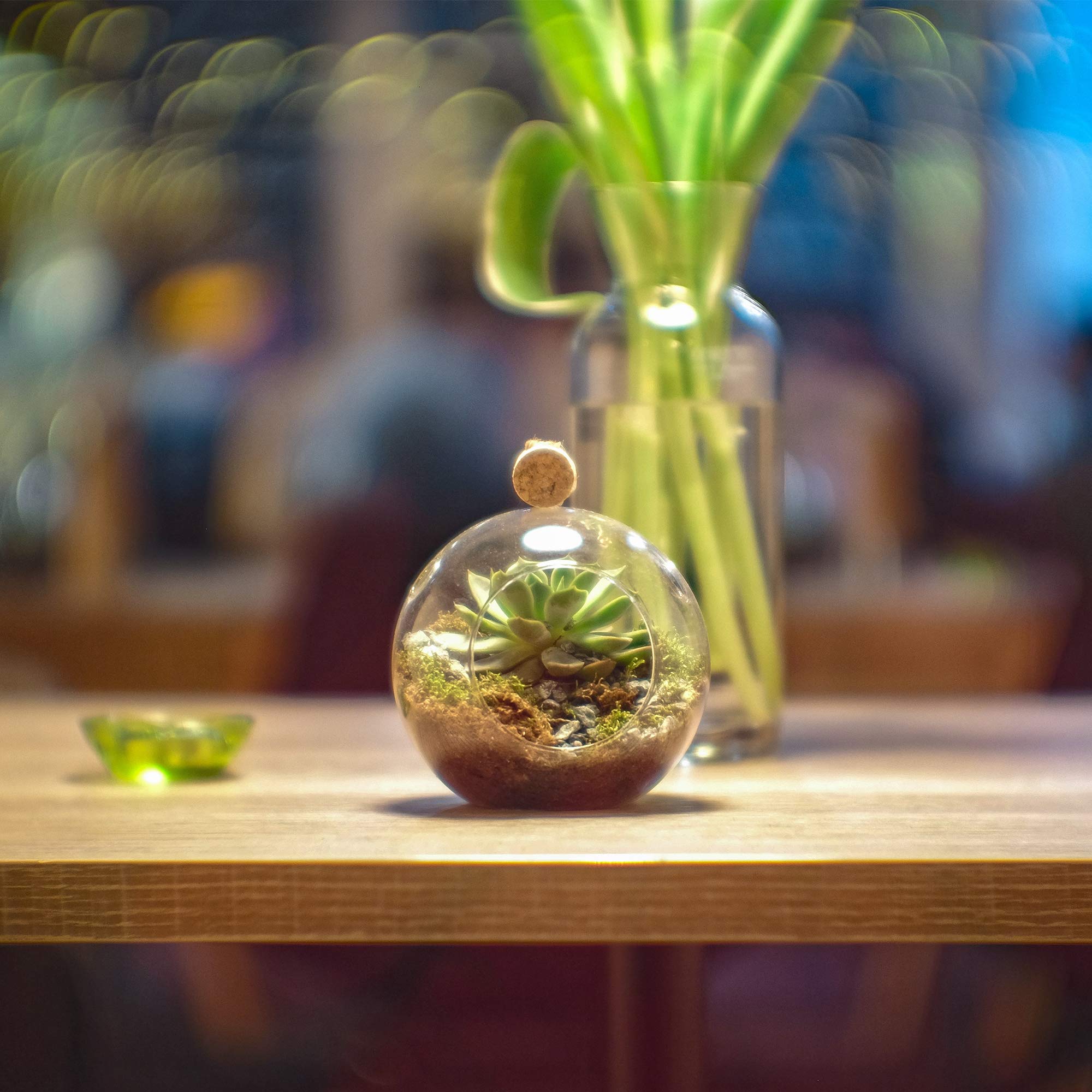 WGVI terrarium globe ideal for mini garden projects and air plants
