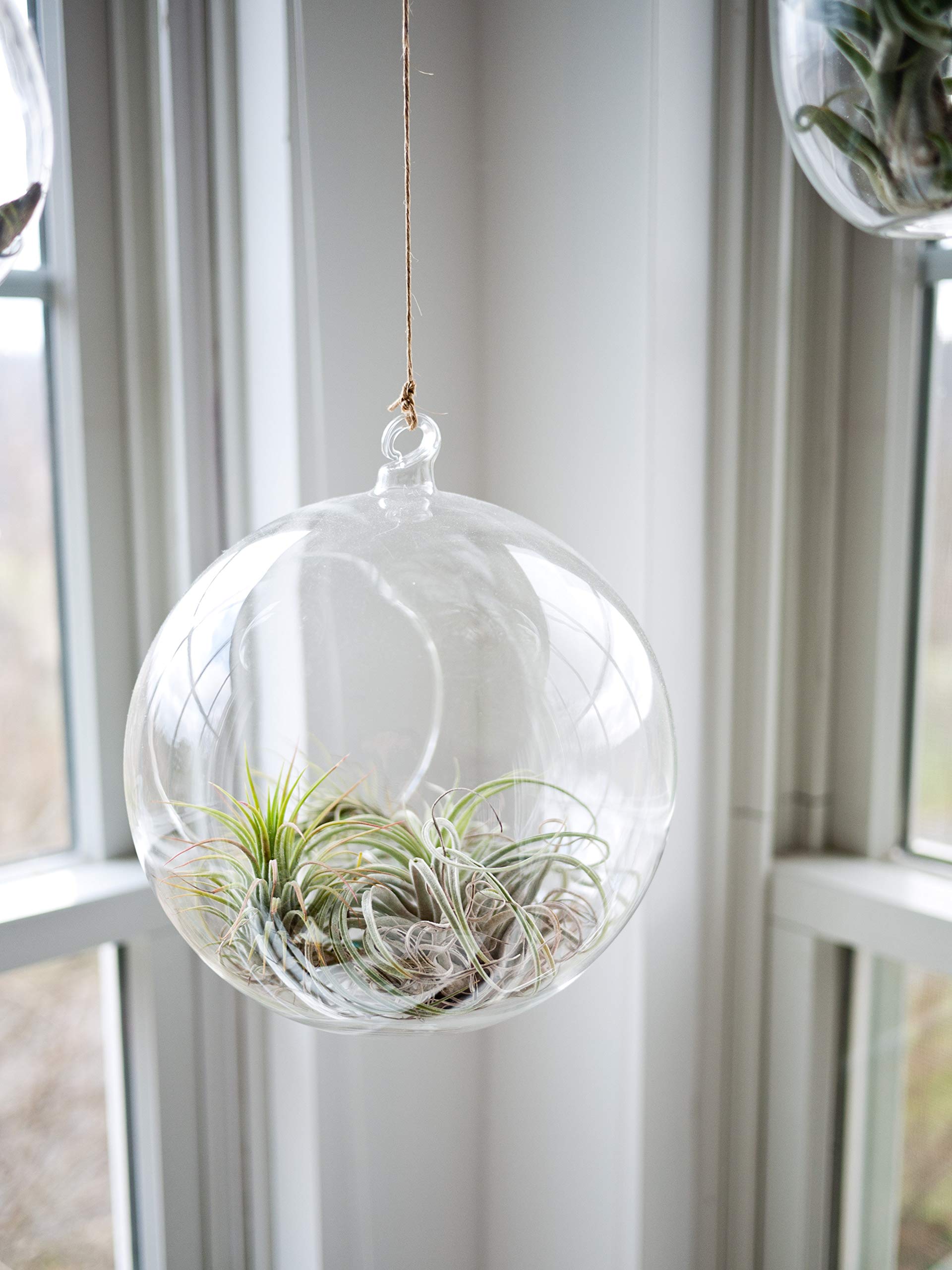 WGVI terrarium 8x9-inch size with handmade glass character.