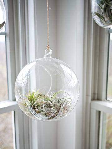 WGVI terrarium 8x9-inch size with handmade glass character.