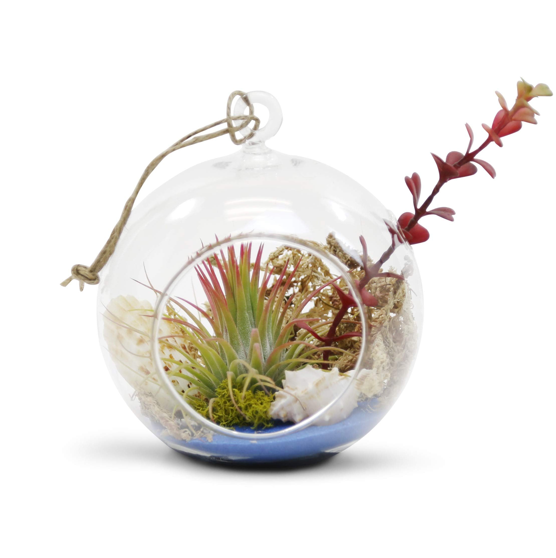 WGVI terrarium candle holder adds soft glow to spaces