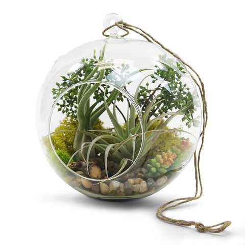 WGVI glass terrarium on a windowsill, highlighting plant texture.