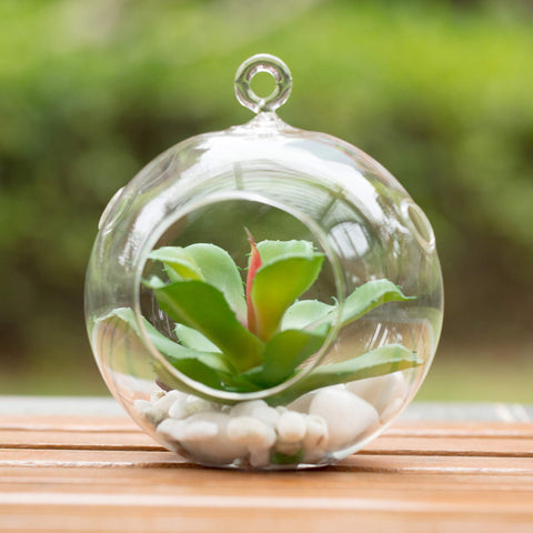 WGVI window sill garden globe brightens desks and shelves