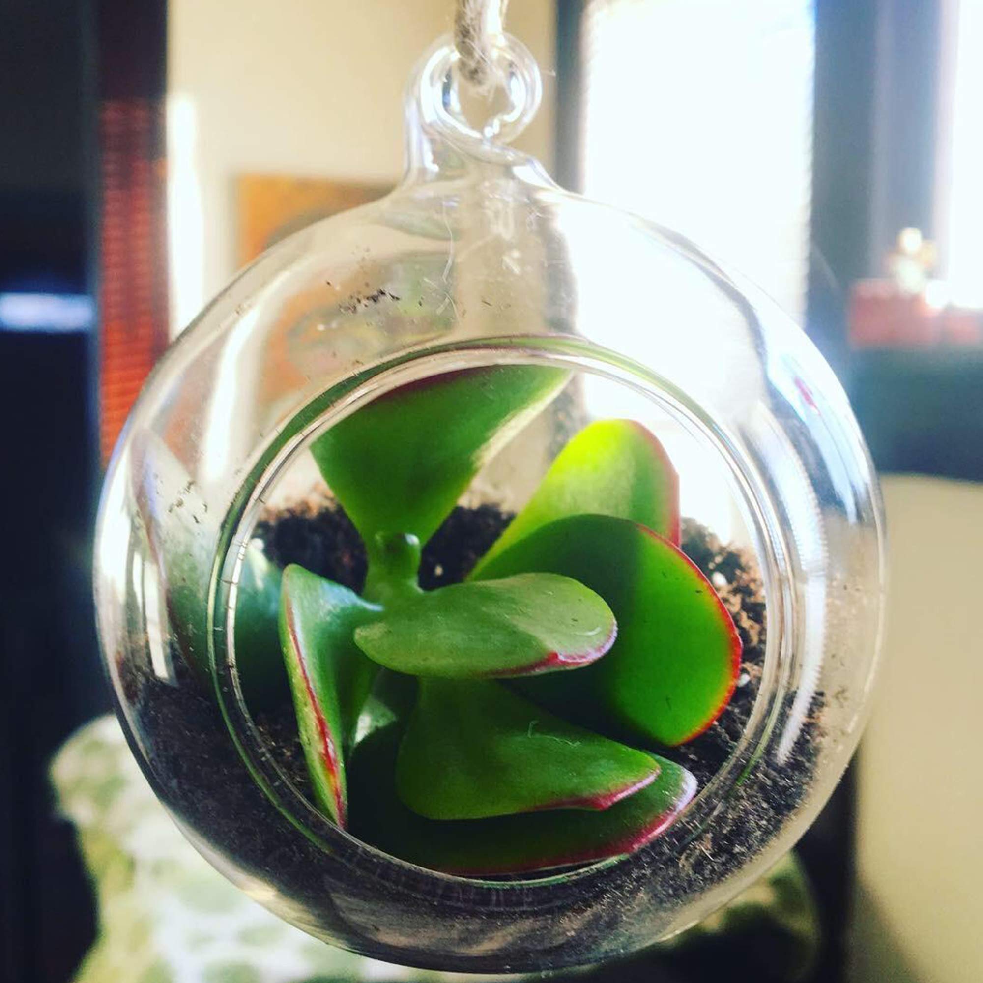 WGVI windowsill garden decor globe adds natural charm indoors