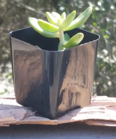 WH Garden Supply 2-Inch pot for succulents with square shape and reuse potential