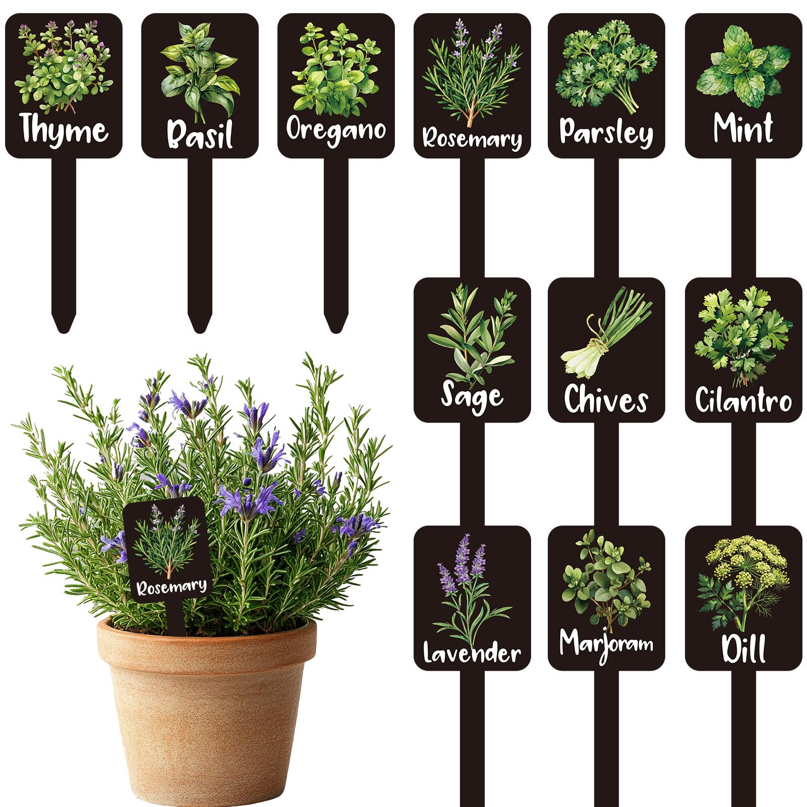 Whaline herb label sign in 12 styles for easy garden identification.