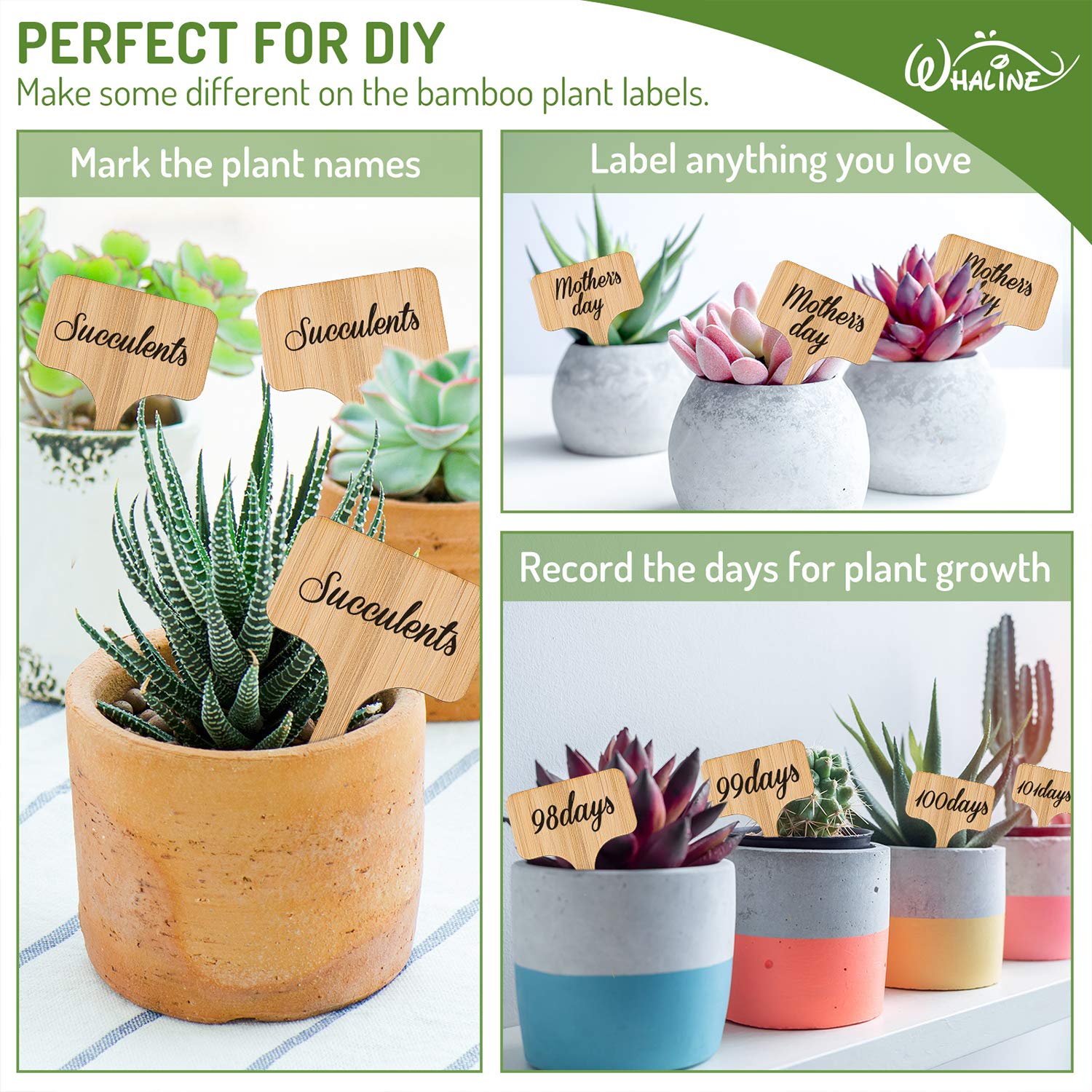 Ideal for mini greenhouses and pots to organize herbs, vegetables, and flowers.