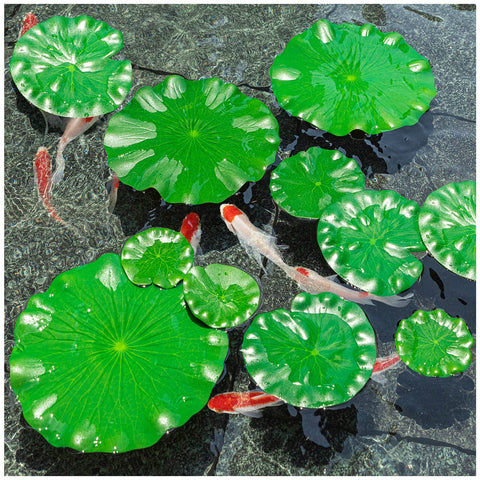 WhistenFla 7in lily pad adding natural leaves to larger ponds