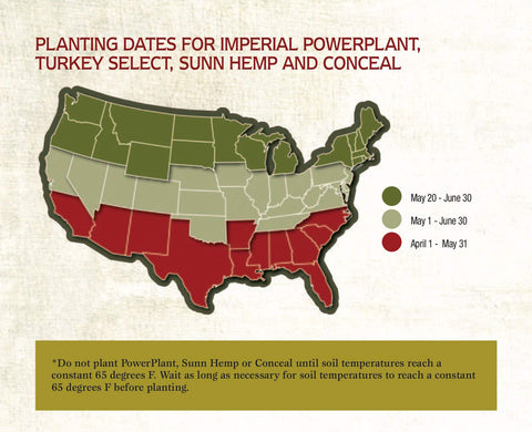 Whitetail Institute PowerPlant sun hemp and sunflowers form a productive lattice.