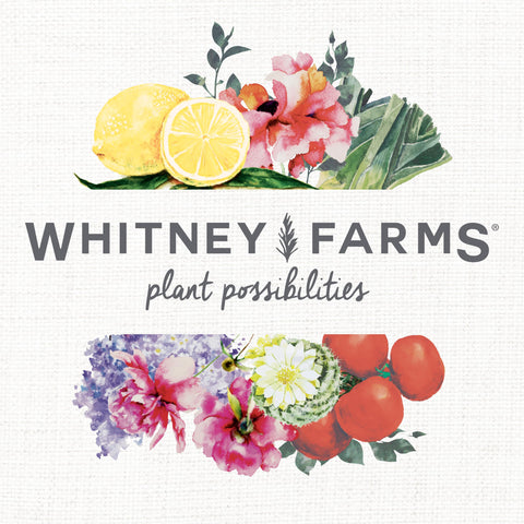 Whitney Farms Blood Meal used in raised beds supports bulbs and vegetables