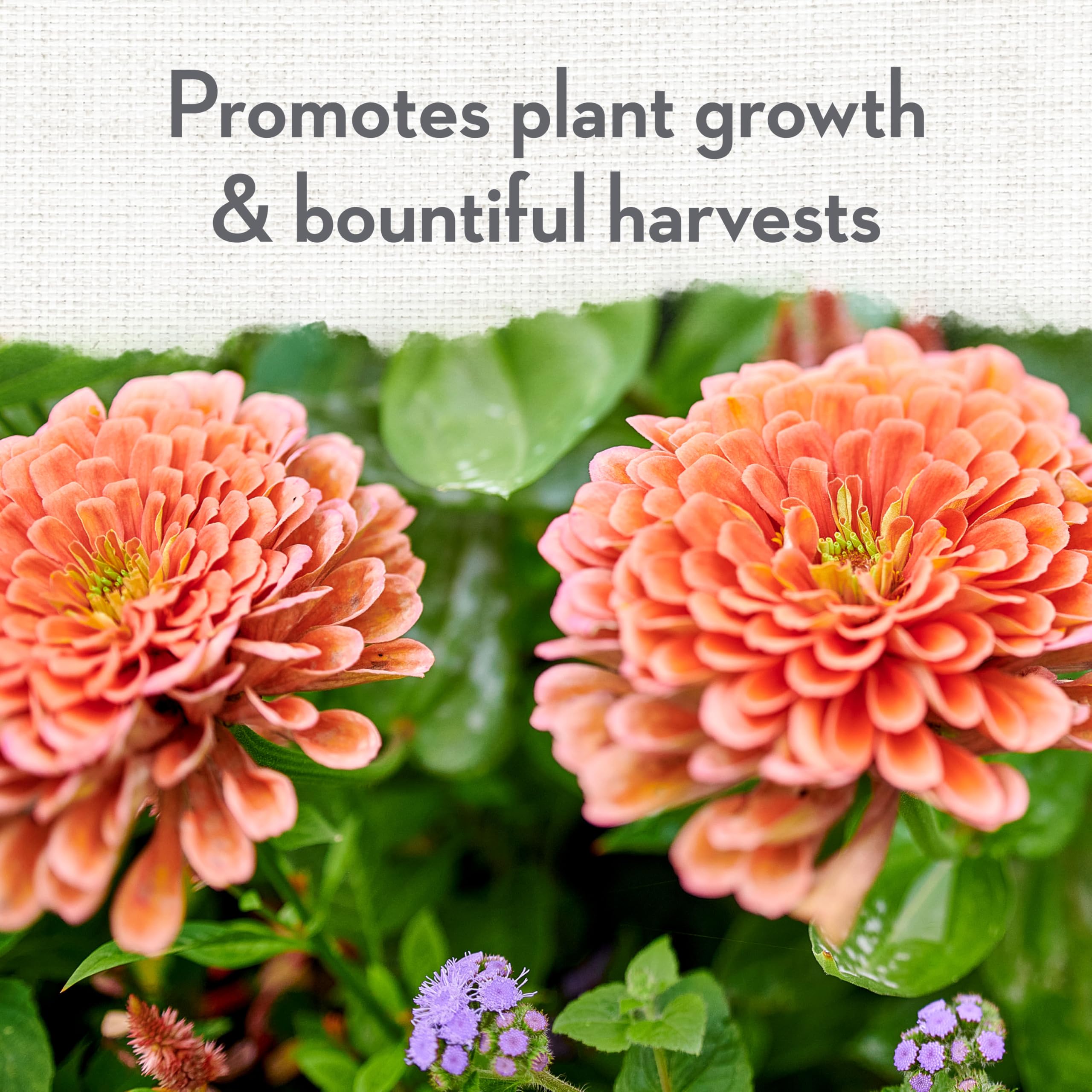 Whitney Farms Blood Meal enhances soil texture for robust growth and bloom readiness