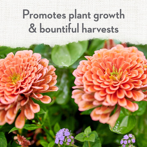 Whitney Farms Blood Meal enhances soil texture for robust growth and bloom readiness