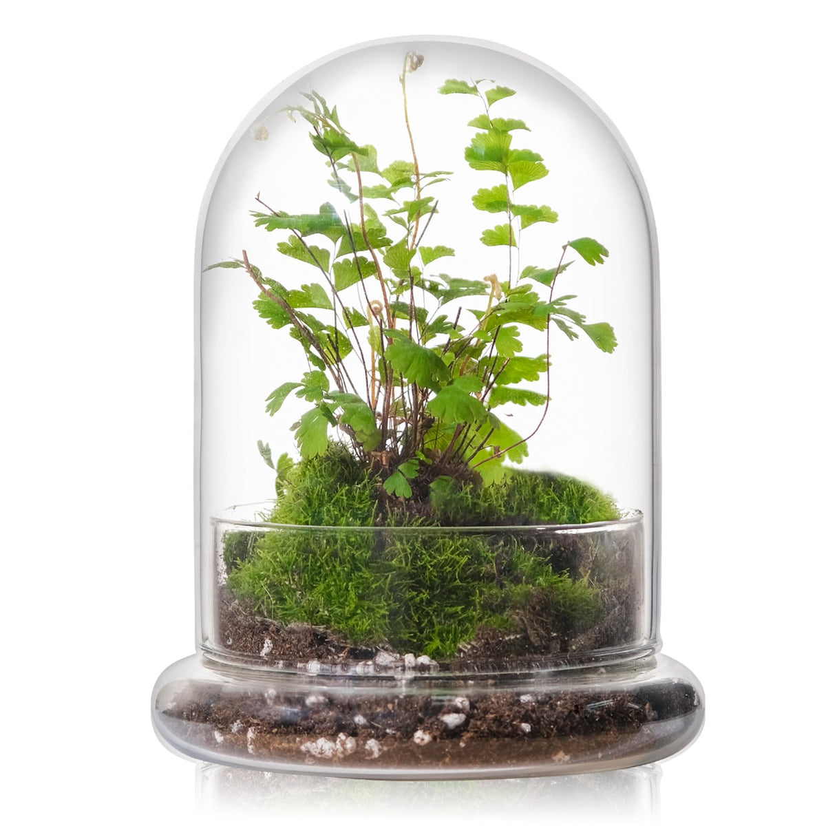 WHJY 6-inch glass cloche with base offering crystal-clear view for plant appreciation.