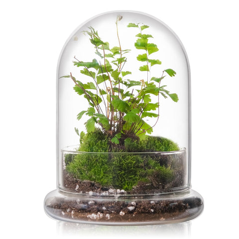 WHJY 6-inch glass cloche with base offering crystal-clear view for plant appreciation.