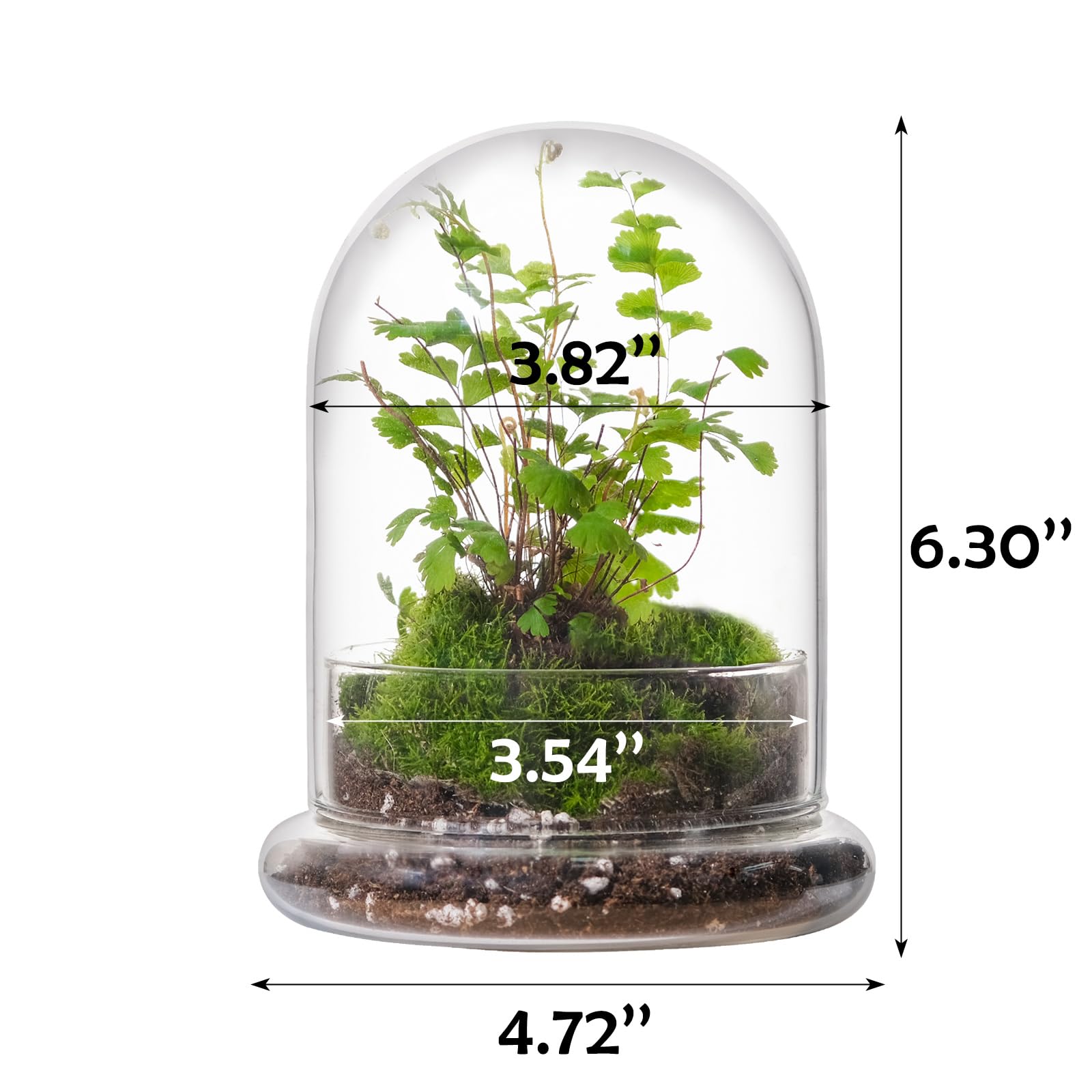 WHJY mini terrarium dome displaying moss and tiny greens for home decor.