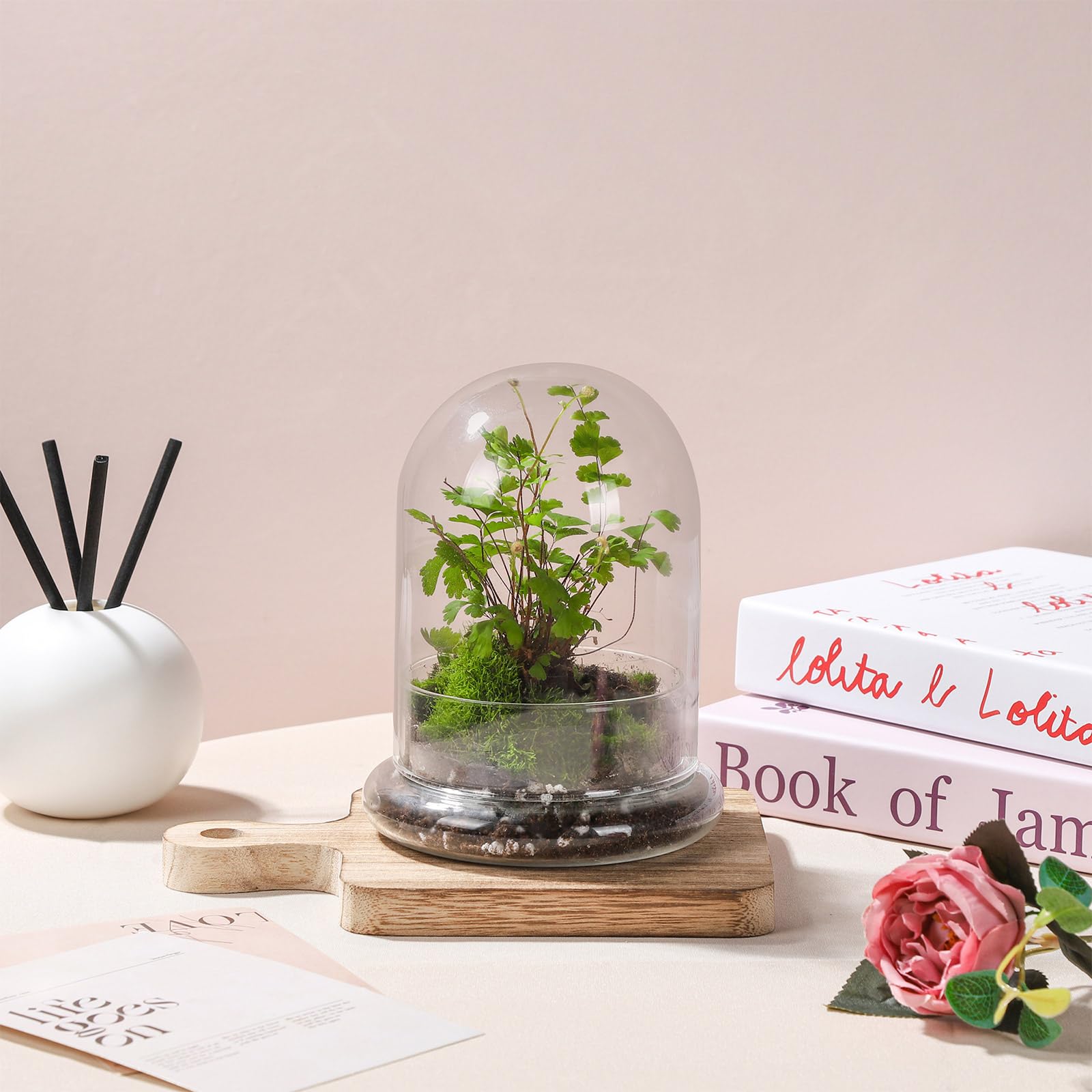WHJY display cloche protects indoor plants while enabling easy viewing from all angles.