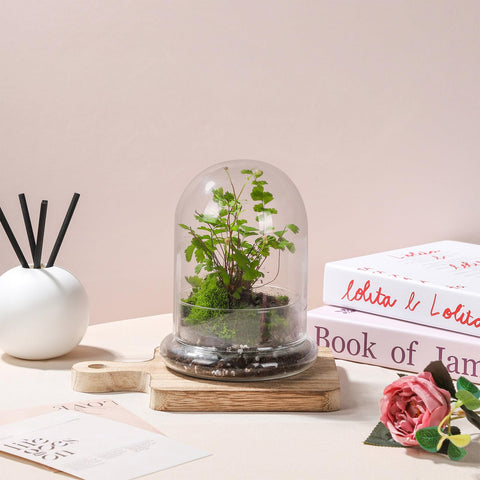 WHJY display cloche protects indoor plants while enabling easy viewing from all angles.
