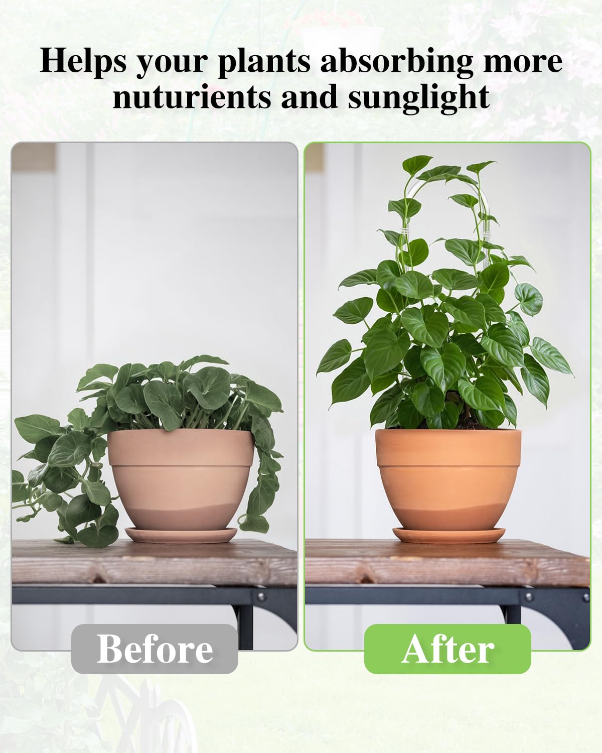Whtawtaw clear acrylic trellis for Pothos supports vertical growth